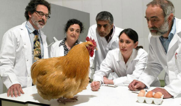 ¿El huevo o la gallina? Inteligencia Artificial resuelve este dilema de más de mil años