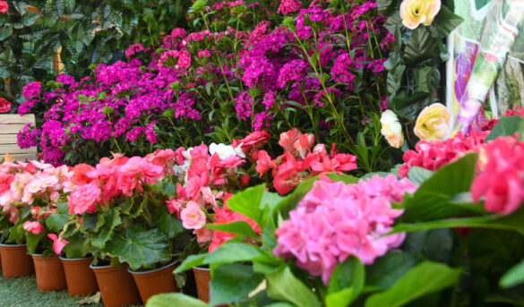 Jarabacoa florece de personas con el Festival de las Flores