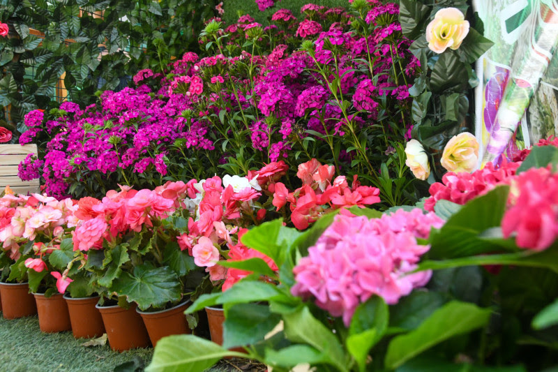 Jarabacoa florece de personas con el Festival de las Flores