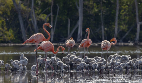 Dos nuevos sitios de anidamiento del flamenco americano en la RD