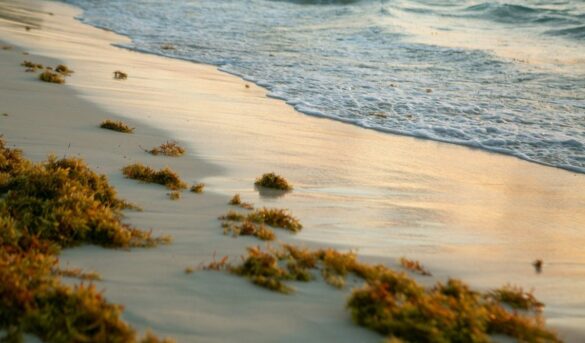 INTEC y JICA exploran impacto del sargazo en el país