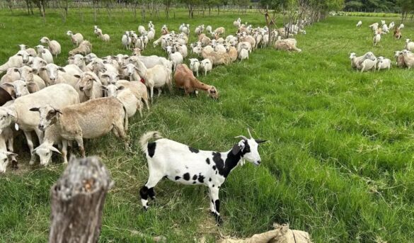 Celebrarán décima edición de la Feria del Chivo Liniero en Montecristi