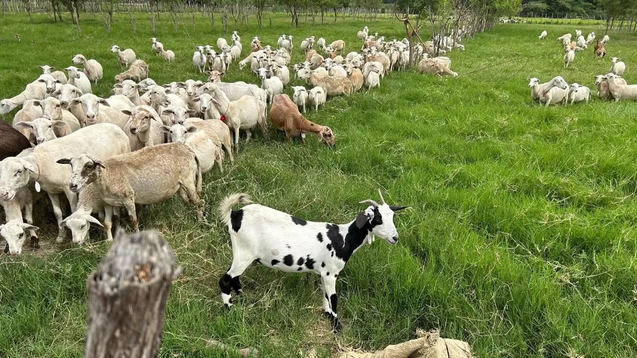 Celebrarán décima edición de la Feria del Chivo Liniero en Montecristi