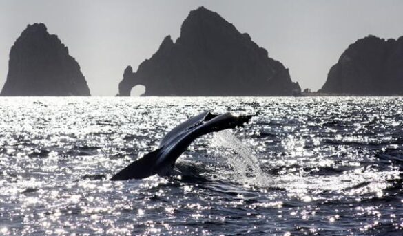 os Cabos celebra el Día del Turismo consolidándose como destino emergente