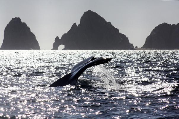 os Cabos celebra el Día del Turismo consolidándose como destino emergente