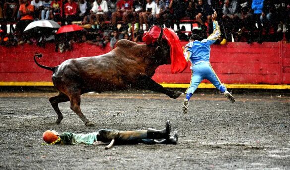 Corrida de toros, una pasión cultural que perdura en El Seibo