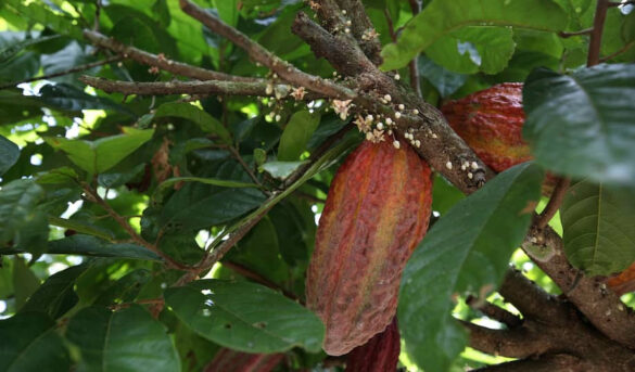 El cacao supera los 11.000 dólares la tonelada