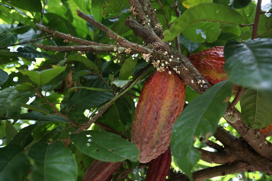 El cacao supera los 11.000 dólares la tonelada