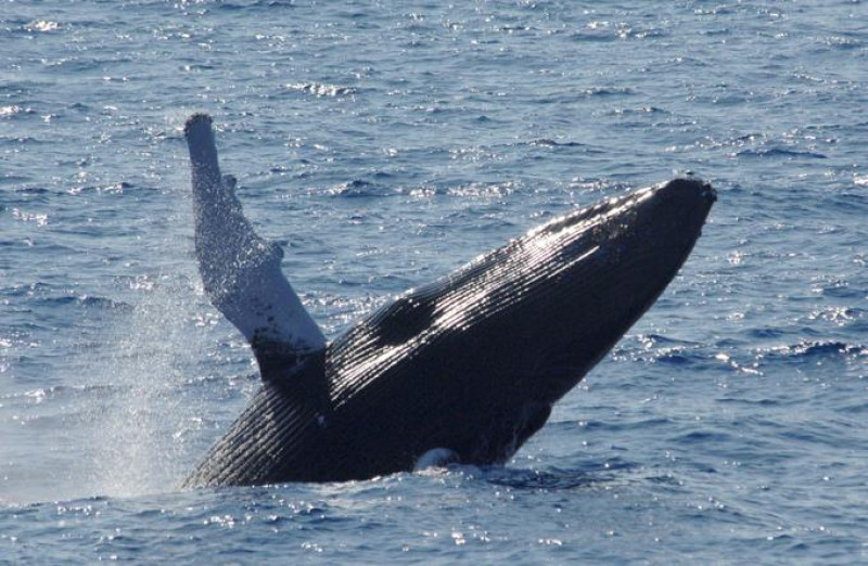 Llega la temporada de ballenas jorobadas en Samaná; descubre el costo y otras curiosidades