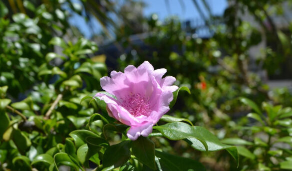 La rica biodiversidad de la República Dominicana