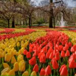 ¿Quiere ver tulipanes? Cinco festivales alrededor del mundo que le gustarán