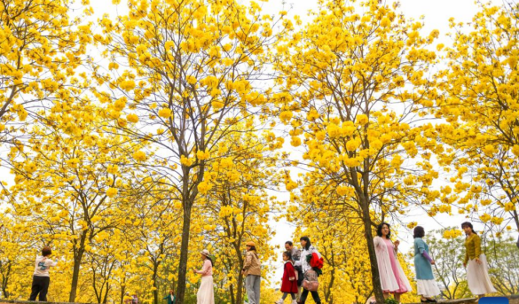 Residentes chinos dedican el Festival Qingming a actividades al aire libre y al turismo