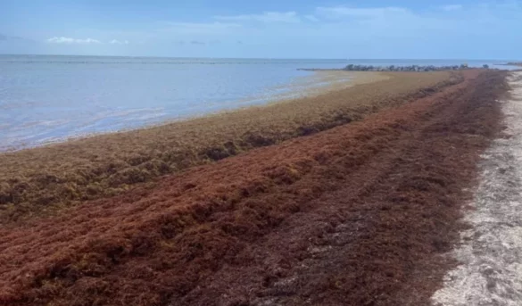 El sargazo, un reto ambiental que pone en peligro al turismo global