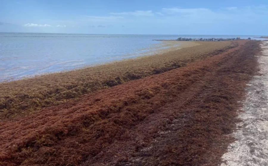 El sargazo, un reto ambiental que pone en peligro al turismo global