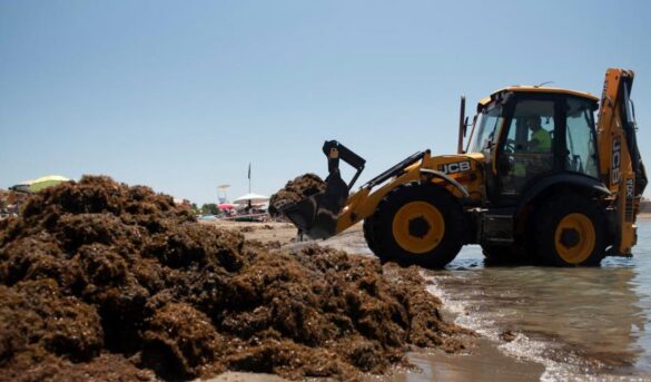 El avance global de las algas invasoras expande el problema