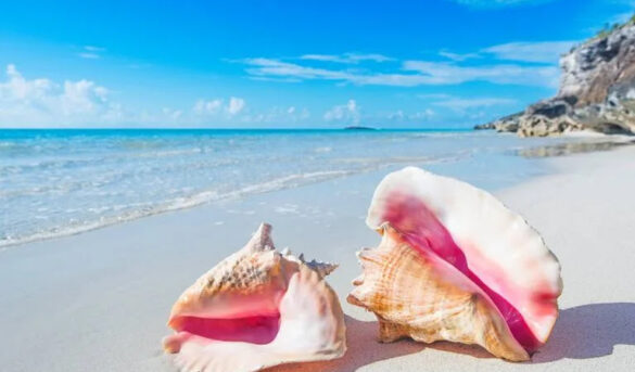 Un ritual peligroso: ¿Te llevás caracoles de la playa? Esta es la razón por la que no deberías hacerlo