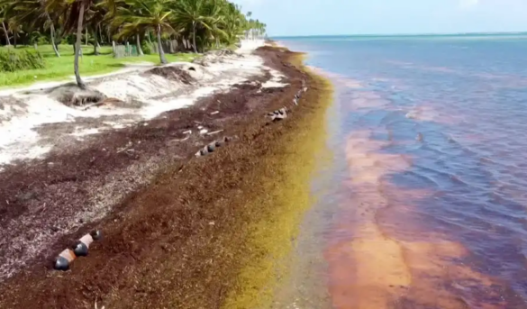 La UE aborda la amenaza del sargazo en el Caribe
