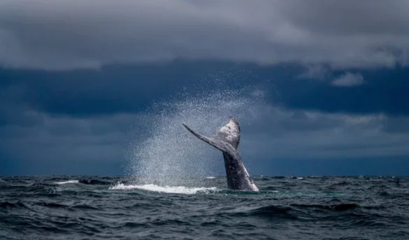 Samaná será sede de la tercera edición de la feria Turismo y Atracciones 2026 dedicada a China   