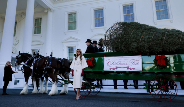 VIDEO | Melania Trump recibe el árbol que presidirá la Navidad en la Casa Blanca