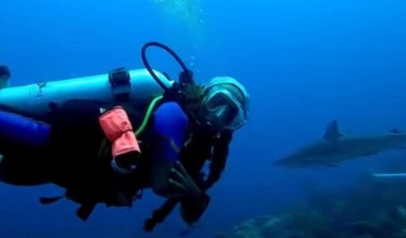 El auge del turismo de dientes: bucear con tiburones se vuelve tendencia en RD