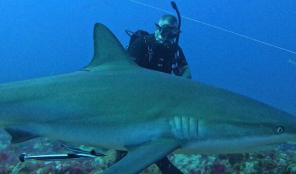 Aprender a nadar con tiburones en RD ronda los RD$30,000