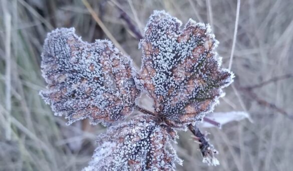 Valle Nuevo amanece cubierto de escarcha tras temperaturas bajo cero