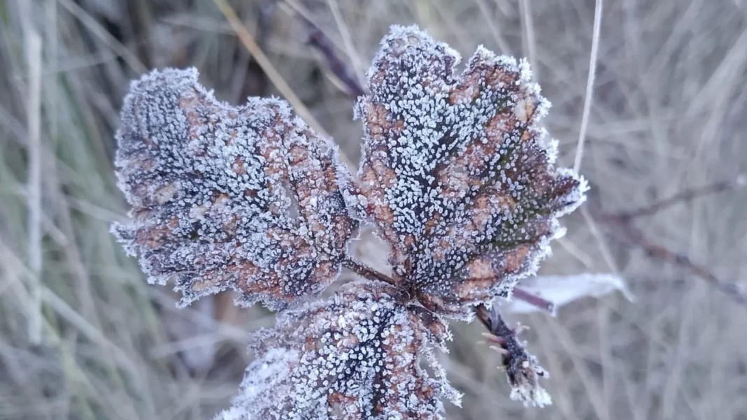 Valle Nuevo amanece cubierto de escarcha tras temperaturas bajo cero