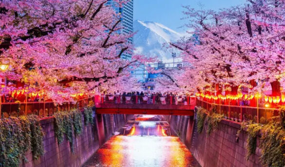 Cancelan un famoso festival de los cerezos de Japón ante el mal comportamiento de los turistas