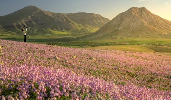 No ocurría desde hace tres décadas: El espectacular fenómeno que ha transformado el paisaje de Fuerteventura
