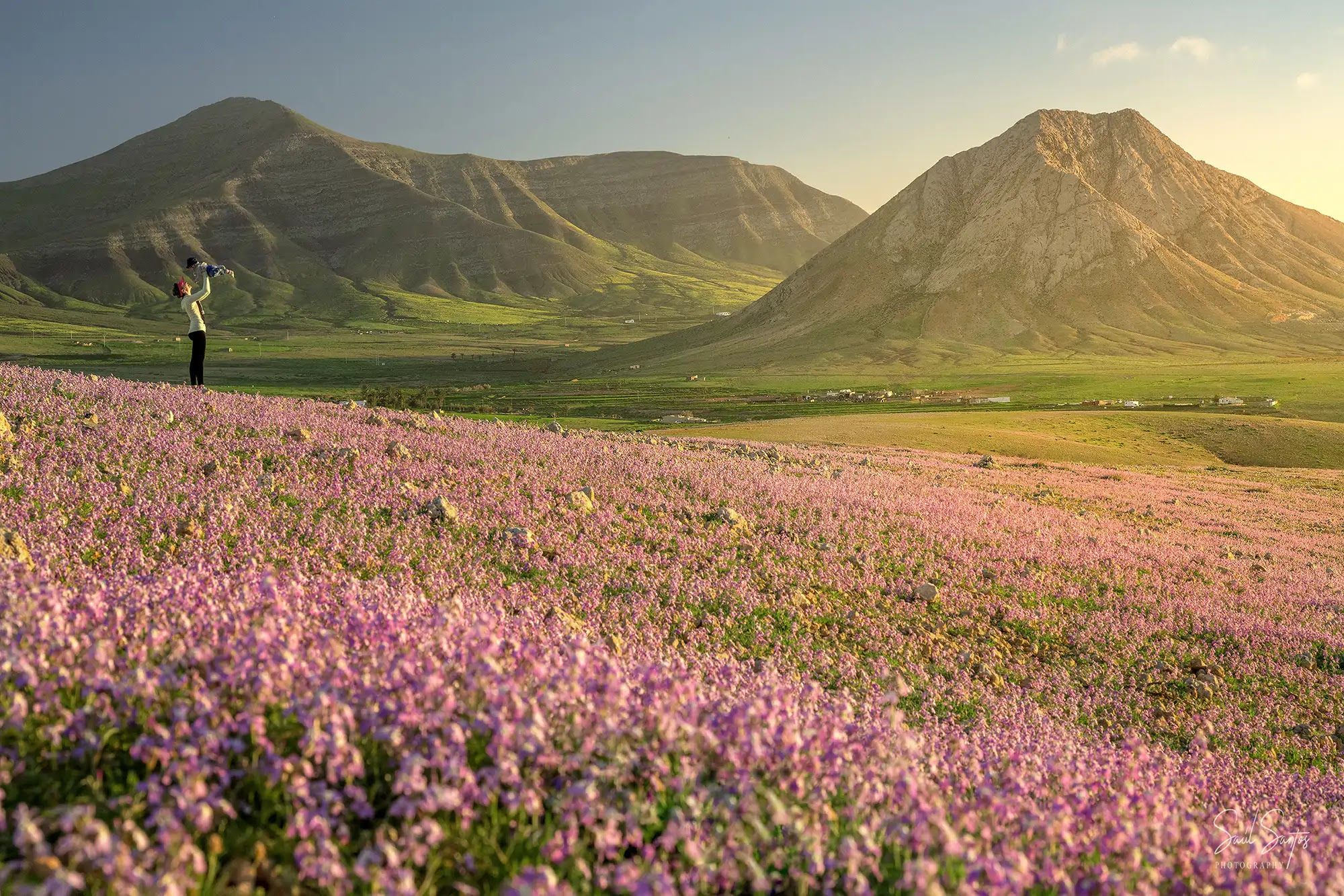 No ocurría desde hace tres décadas: El espectacular fenómeno que ha transformado el paisaje de Fuerteventura
