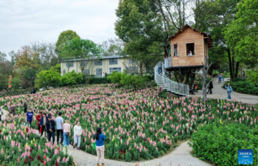 Zonas temáticas con flores impulsan el desarrollo del turismo rural en Chongqing