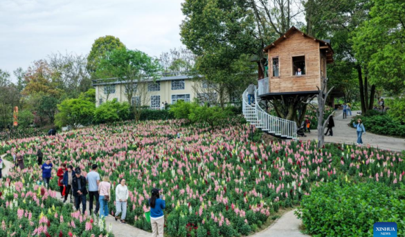 Zonas temáticas con flores impulsan el desarrollo del turismo rural en Chongqing