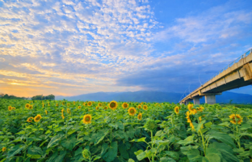 De los campos de flores al turismo agrícola