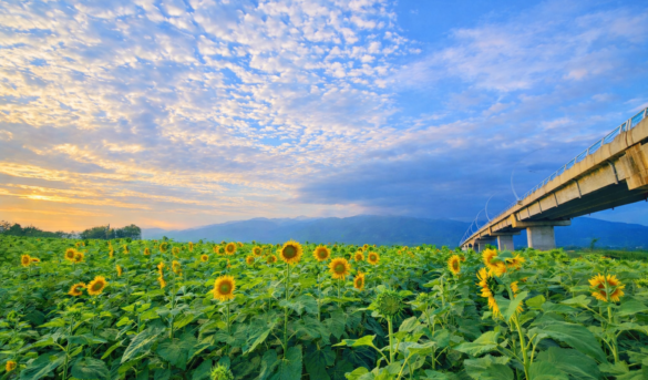De los campos de flores al turismo agrícola