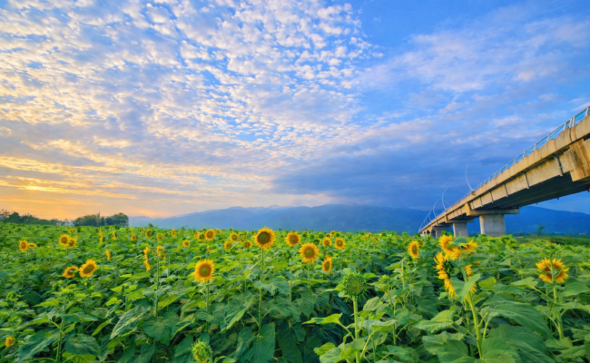 De los campos de flores al turismo agrícola