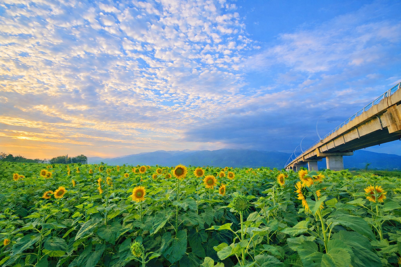 De los campos de flores al turismo agrícola