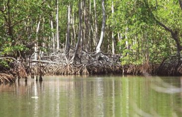 Día Internacional para la Conservación del Ecosistema de los Manglares