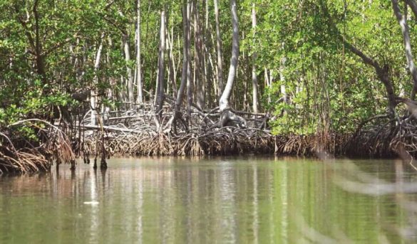 Día Internacional para la Conservación del Ecosistema de los Manglares