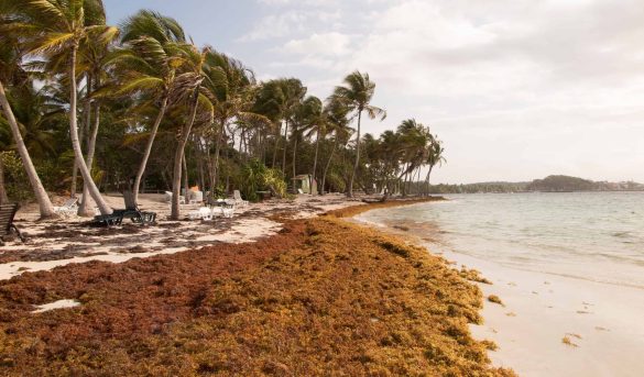 Medio Ambiente activa plan especial ante avance del sargazo en playas del Este