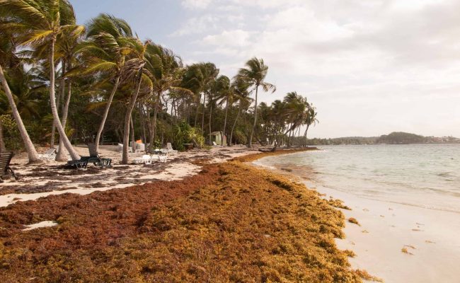 Medio Ambiente activa plan especial ante avance del sargazo en playas del Este