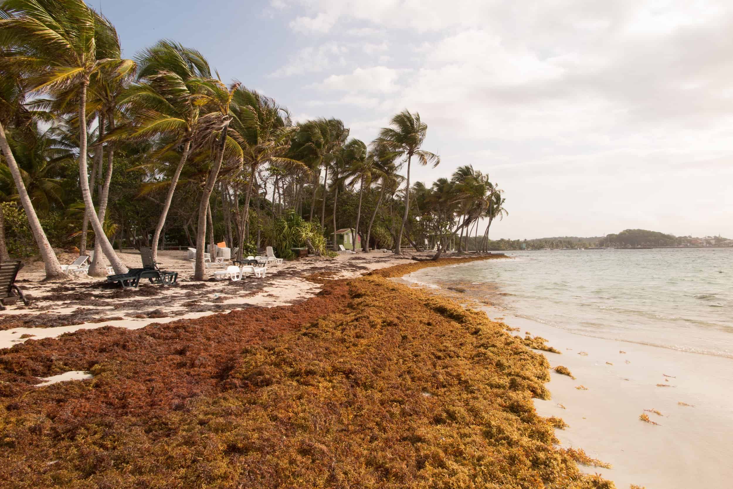 Medio Ambiente activa plan especial ante avance del sargazo en playas del Este